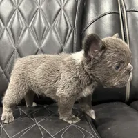 ✳️BIG ROPE FLUFFY TOP GUN✳️, a male French Bulldog for sale in Camdenton, MO – Photo 10 of 10