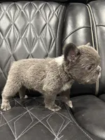 ✳️BIG ROPE FLUFFY TOP GUN✳️, a male French Bulldog for sale in Camdenton, MO – Photo 10 of 10