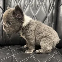 ✳️BIG ROPE FLUFFY TOP GUN✳️, a male French Bulldog for sale in Camdenton, MO – Photo 9 of 10