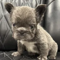 ✳️BIG ROPE FLUFFY TOP GUN✳️, a male French Bulldog for sale in Camdenton, MO – Photo 5 of 10