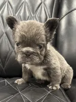 ✳️BIG ROPE FLUFFY TOP GUN✳️, a male French Bulldog for sale in Camdenton, MO – Photo 5 of 10