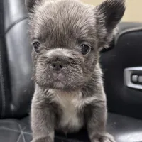 ✳️BIG ROPE FLUFFY TOP GUN✳️, a male French Bulldog for sale in Camdenton, MO – Photo 1 of 10