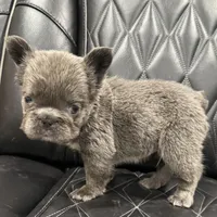 ✳️BIG ROPE FLUFFY TOP GUN✳️, a male French Bulldog for sale in Camdenton, MO – Photo 8 of 10