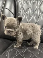 ✳️BIG ROPE FLUFFY TOP GUN✳️, a male French Bulldog for sale in Camdenton, MO – Photo 8 of 10