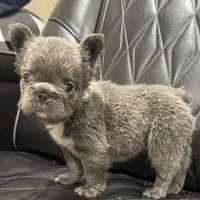 ✳️BIG ROPE FLUFFY TOP GUN✳️, a male French Bulldog for sale in Camdenton, MO – Photo 2 of 10