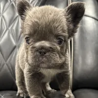 ✳️BIG ROPE FLUFFY TOP GUN✳️, a male French Bulldog for sale in Camdenton, MO – Photo 4 of 10