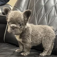 ✳️BIG ROPE FLUFFY TOP GUN✳️, a male French Bulldog for sale in Camdenton, MO – Photo 6 of 10