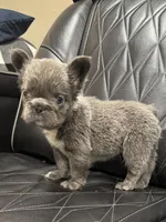 ✳️BIG ROPE FLUFFY TOP GUN✳️, a male French Bulldog for sale in Camdenton, MO – Photo 6 of 10