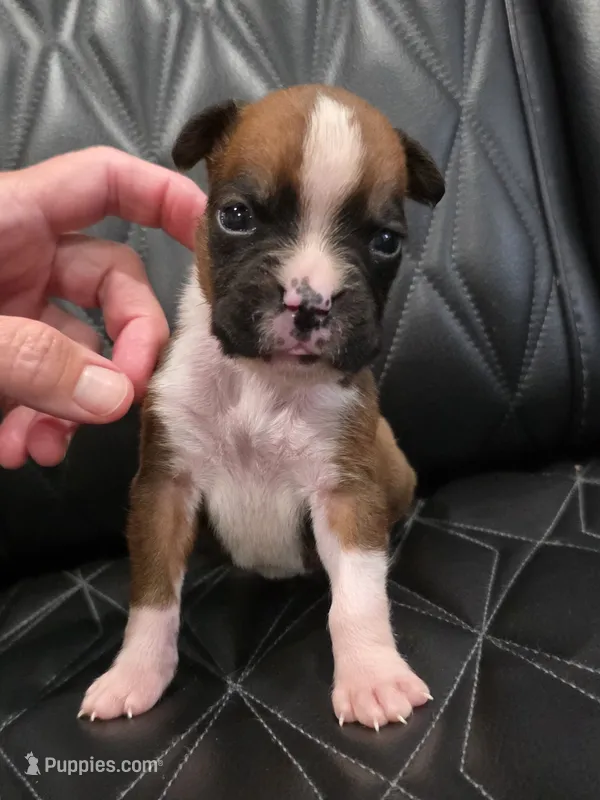 Cooper – Boxer puppy for sale in Camdenton, MO