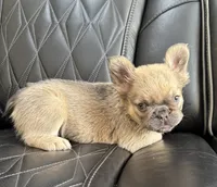  REDUCED PRICE FLUFFY FLUFFY MIA , a female French Bulldog for sale in Camdenton, MO – 5 of 10