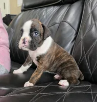 Marlee, a female Boxer for sale in Camdenton, MO – 3 of 9