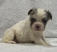 FLUFFY KOI RENO, a male French Bulldog for sale in Camdenton, MO – 2 of 7