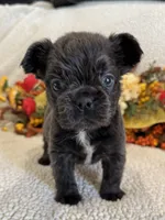 FLUFFY ROCKY, a male French Bulldog for sale in Camdenton, MO – 2 of 7