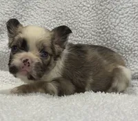 FLUFFY CASHMERE, a female French Bulldog for sale in Camdenton, MO – 3 of 10