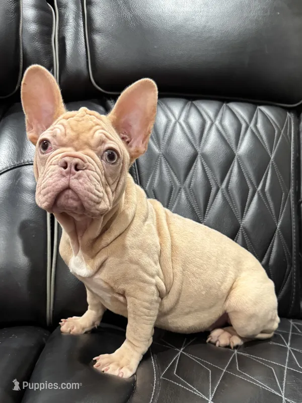 REDUCED 💲VELVET PEACHES – French Bulldog puppy for sale in Osage Beach, MO