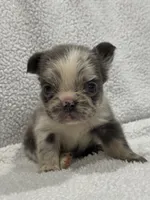 FLUFFY MAJESTY, a female French Bulldog for sale in Camdenton, MO – 5 of 10