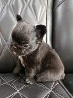 Fluffy Jack, a male French Bulldog for sale in Camdenton, MO – 6 of 10