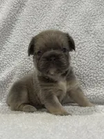 FLUFFY BIG ROPE MAUI, a female French Bulldog for sale in Camdenton, MO – 6 of 9