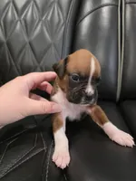 Rocky, a male Boxer for sale in Camdenton, MO – 6 of 10