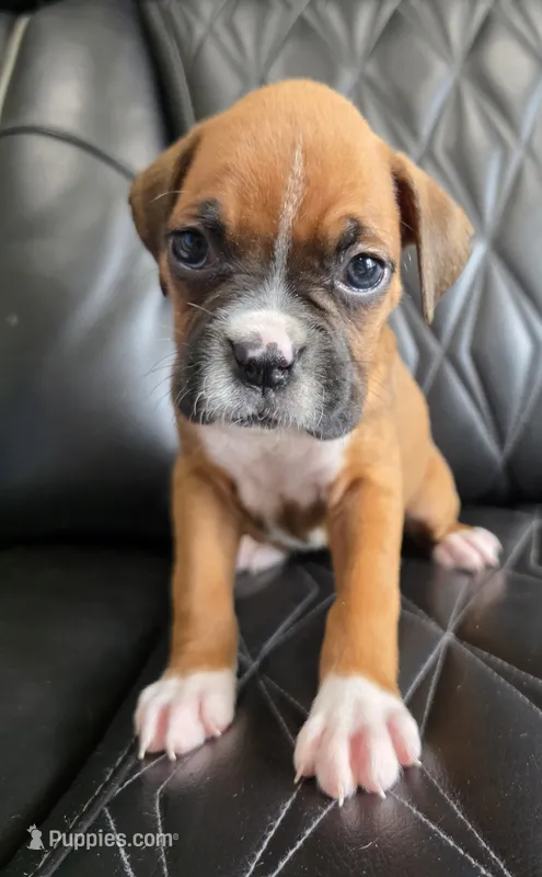 Roxy- full akc  – Boxer puppy for sale in Camdenton, MO
