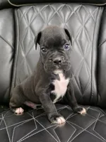Milo, a male Boxer for sale in Camdenton, MO – 3 of 10