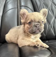  REDUCED PRICE FLUFFY FLUFFY MIA , a female French Bulldog for sale in Camdenton, MO – 3 of 10