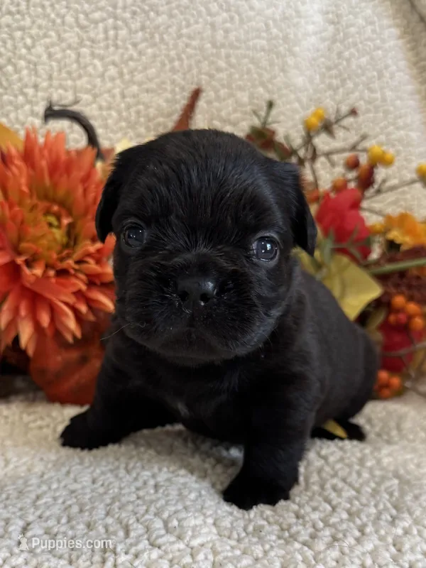 FLUFFY MARLEE – French Bulldog puppy for sale in Camdenton, MO