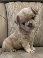 ✳️FLUFFY HERCULES✳️, a male French Bulldog for sale in Camdenton, MO – Photo 6 of 8