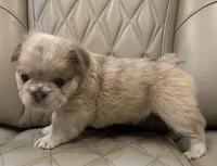 ✳️FLUFFY HERCULES✳️, a male French Bulldog for sale in Camdenton, MO – Photo 3 of 8