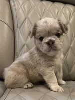 ✳️FLUFFY HERCULES✳️, a male French Bulldog for sale in Camdenton, MO – Photo 5 of 8