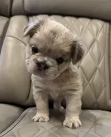 ✳️FLUFFY HERCULES✳️, a male French Bulldog for sale in Camdenton, MO – Photo 7 of 8