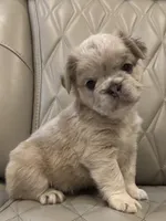 ✳️FLUFFY HERCULES✳️, a male French Bulldog for sale in Camdenton, MO – Photo 4 of 8