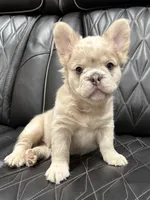 ✳️REDUCED💲FLUFFY HERCULES✳️, a male French Bulldog for sale in Camdenton, MO – Photo 3 of 9