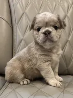 ✳️FLUFFY HERCULES✳️, a male French Bulldog for sale in Camdenton, MO – Photo 1 of 8