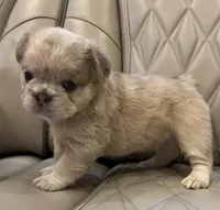 ✳️FLUFFY HERCULES✳️, a male French Bulldog for sale in Camdenton, MO – Photo 2 of 8