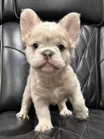 ✳️REDUCED💲FLUFFY HERCULES✳️, a male French Bulldog for sale in Camdenton, MO – Photo 2 of 9