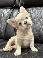 ✳️REDUCED💲FLUFFY HERCULES✳️, a male French Bulldog for sale in Camdenton, MO – Photo 6 of 9