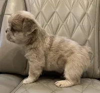 ✳️FLUFFY HERCULES✳️, a male French Bulldog for sale in Camdenton, MO – Photo 8 of 8