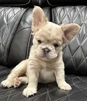 ✳️REDUCED💲FLUFFY HERCULES✳️, a male French Bulldog for sale in Camdenton, MO – Photo 4 of 9