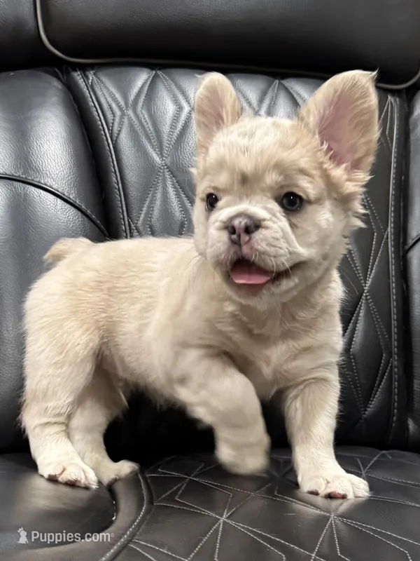 ✳️REDUCED💲FLUFFY HERCULES✳️ – French Bulldog puppy for sale in Camdenton, MO