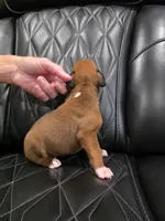 Bandit, a male Boxer for sale in Camdenton, MO – 4 of 6