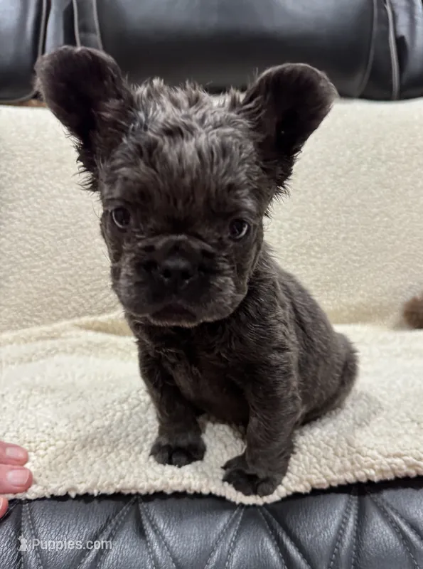  REDUCED💲FLUFFY GABBY – French Bulldog puppy for sale in Osage Beach, MO