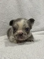 FLUFFY MAJESTY, a female French Bulldog for sale in Camdenton, MO – 8 of 10