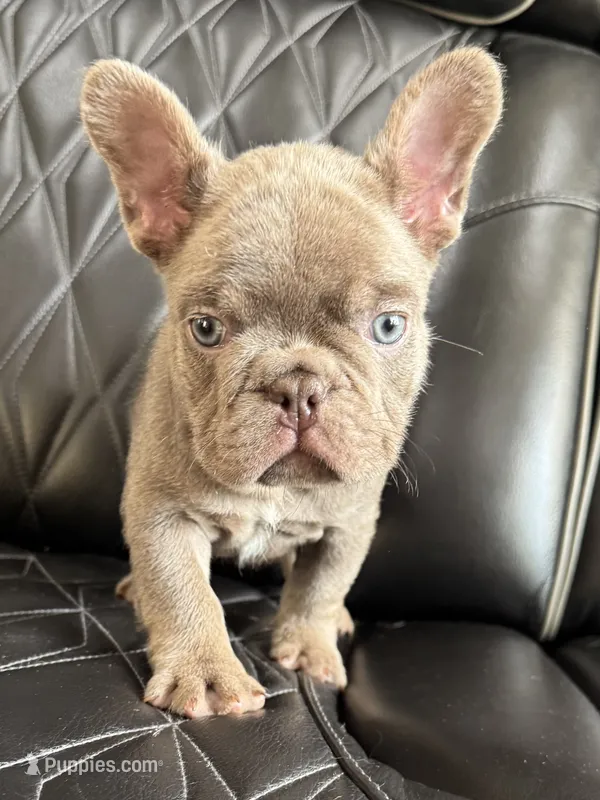 Dozer  – French Bulldog puppy for sale in Camdenton, MO