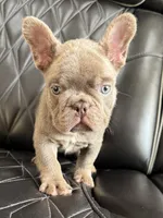 Dozer , a male French Bulldog for sale in Camdenton, MO – 1 of 10