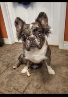 Camilla , a female French Bulldog for sale in Camdenton, MO – 3 of 4