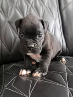 Milo, a male Boxer for sale in Camdenton, MO – 4 of 10