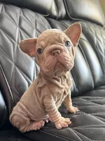 REDUCED VELVET BIG ROPE WRINKLES, a male French Bulldog for sale in Camdenton, MO – 2 of 8