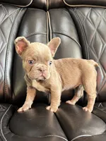 REDUCED SASHA, a female French Bulldog for sale in Camdenton, MO – 2 of 8
