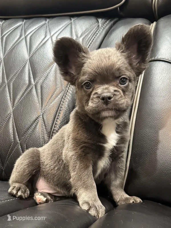 🦠REDUCED💲FLUFFY💲BLUEY🦠 – French Bulldog puppy for sale in Camdenton, MO
